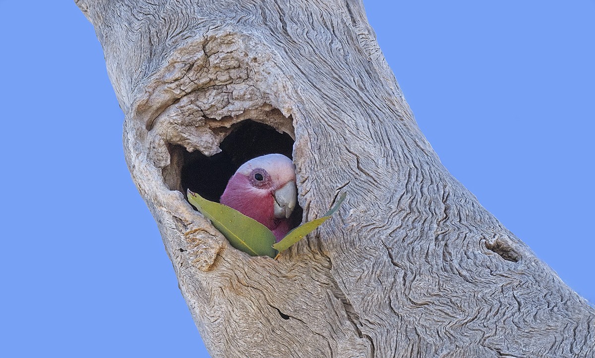 kakadu růžový - ML72162421