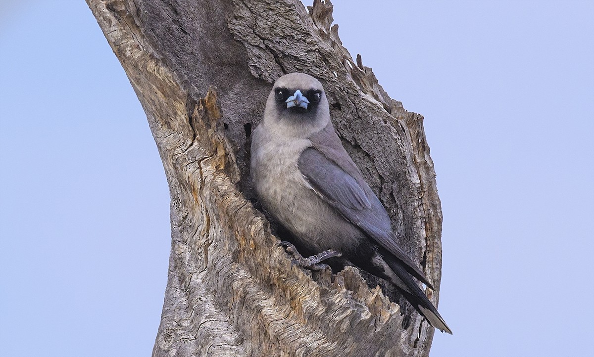 Black-faced Woodswallow - ML72162621