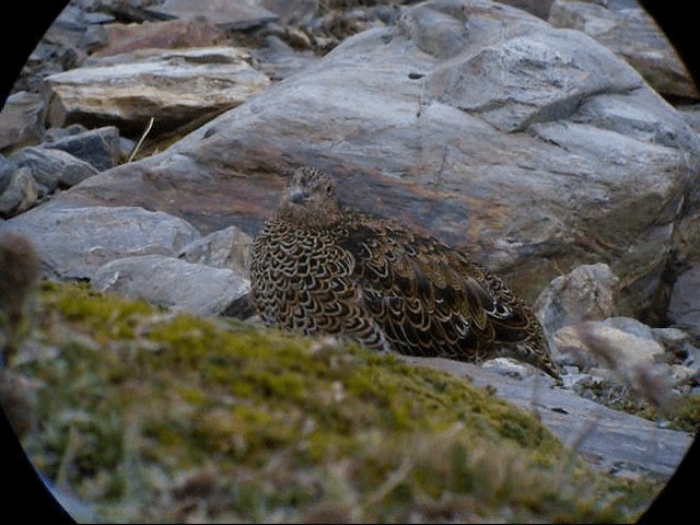 White-bellied Seedsnipe - ML721628