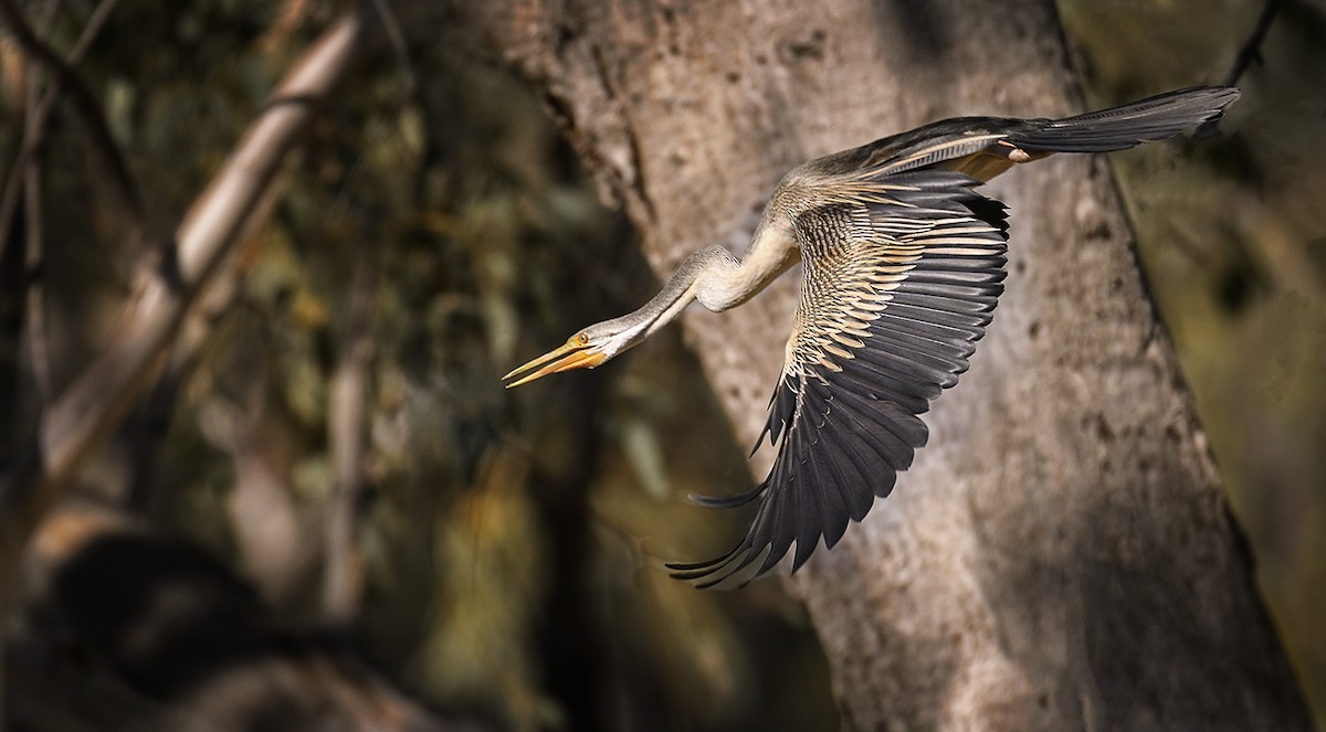 Anhinga d'Australie - ML72163041