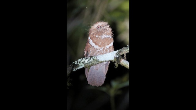 Philippine Frogmouth - ML721631