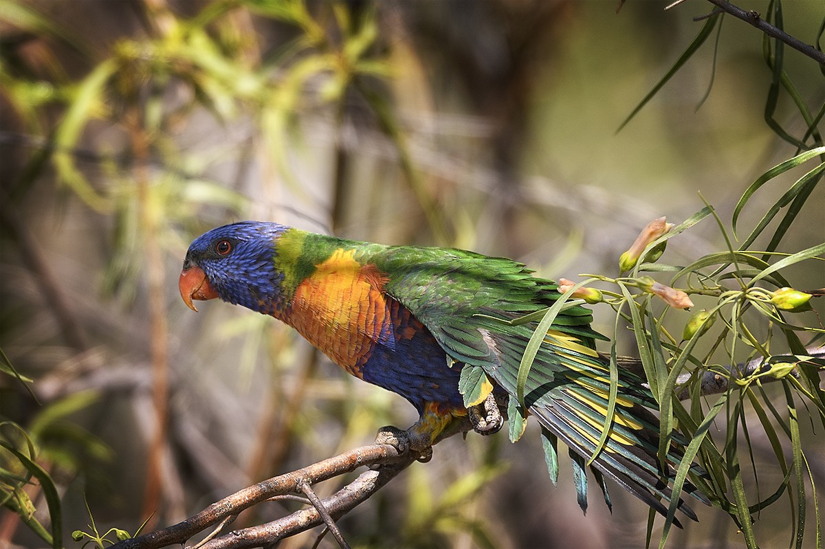 Rainbow Lorikeet - ML72163101