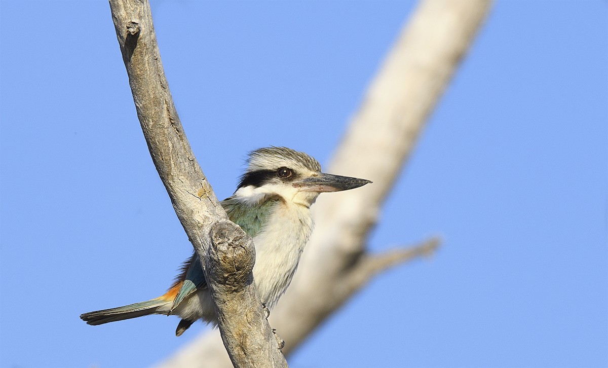 Red-backed Kingfisher - ML72163161