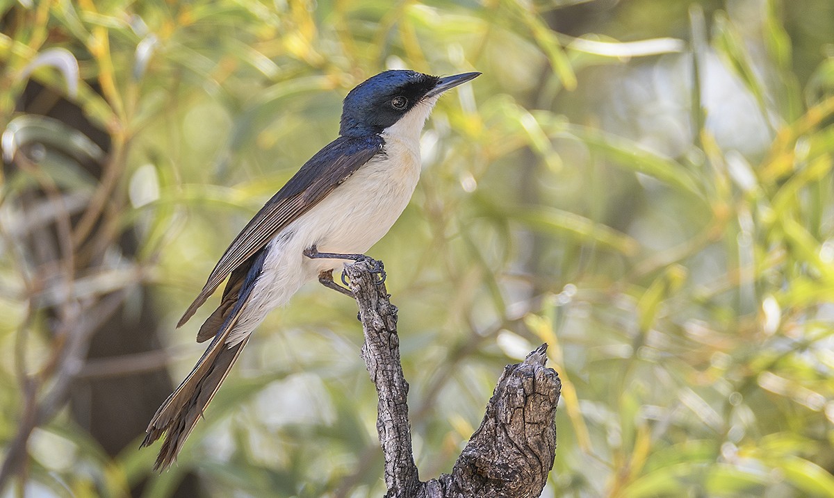 Restless Flycatcher - ML72163231