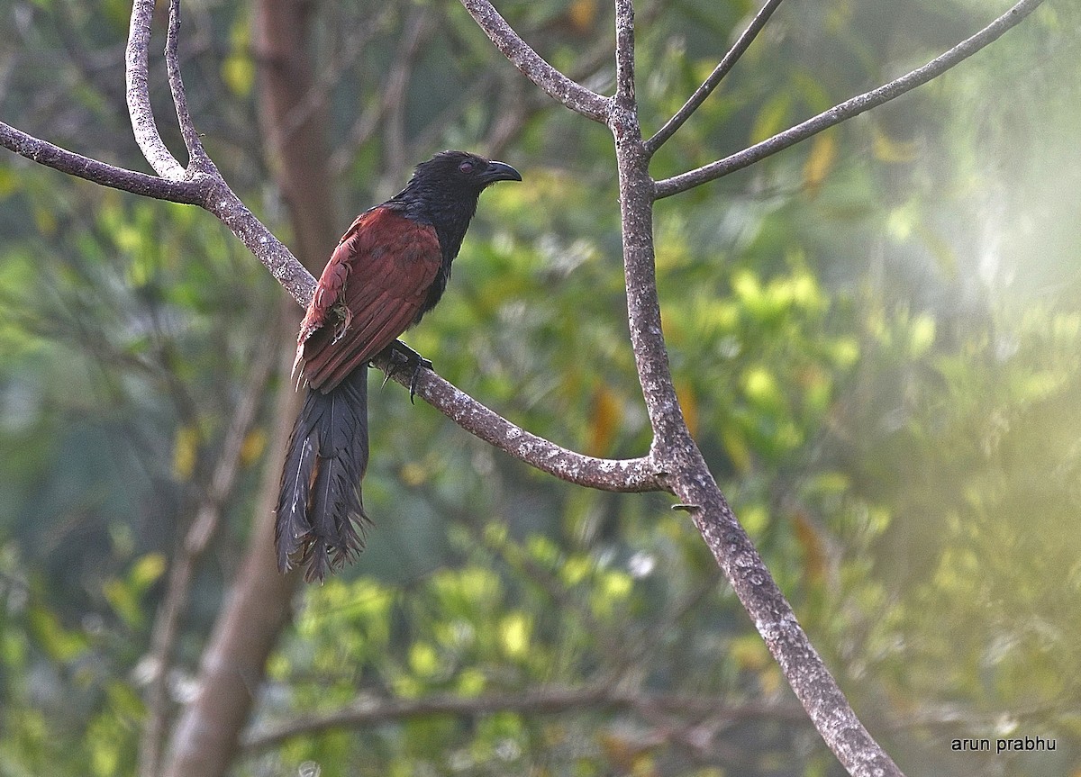 Greater Coucal - Arun Prabhu