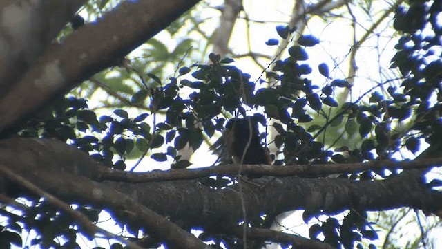 Araçari de Frantzius - ML721634