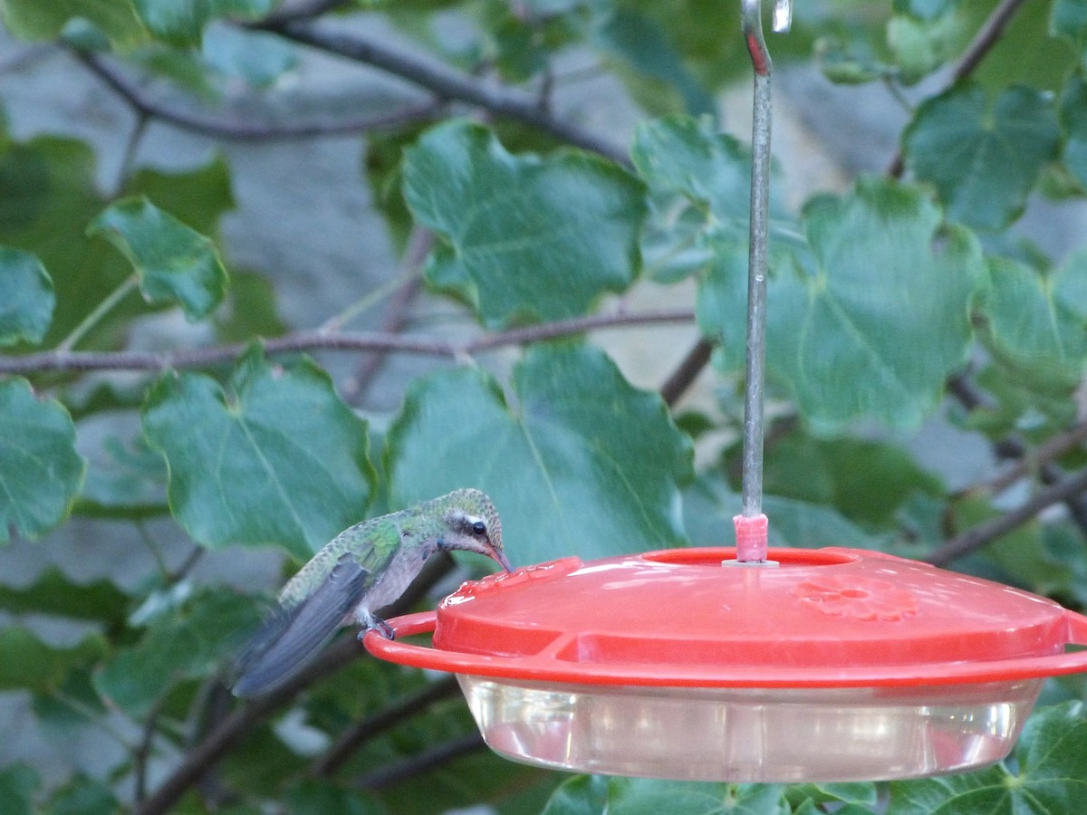 Broad-billed Hummingbird - John  Kiseda