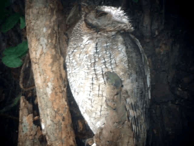 Tropical Screech-Owl - ML721642