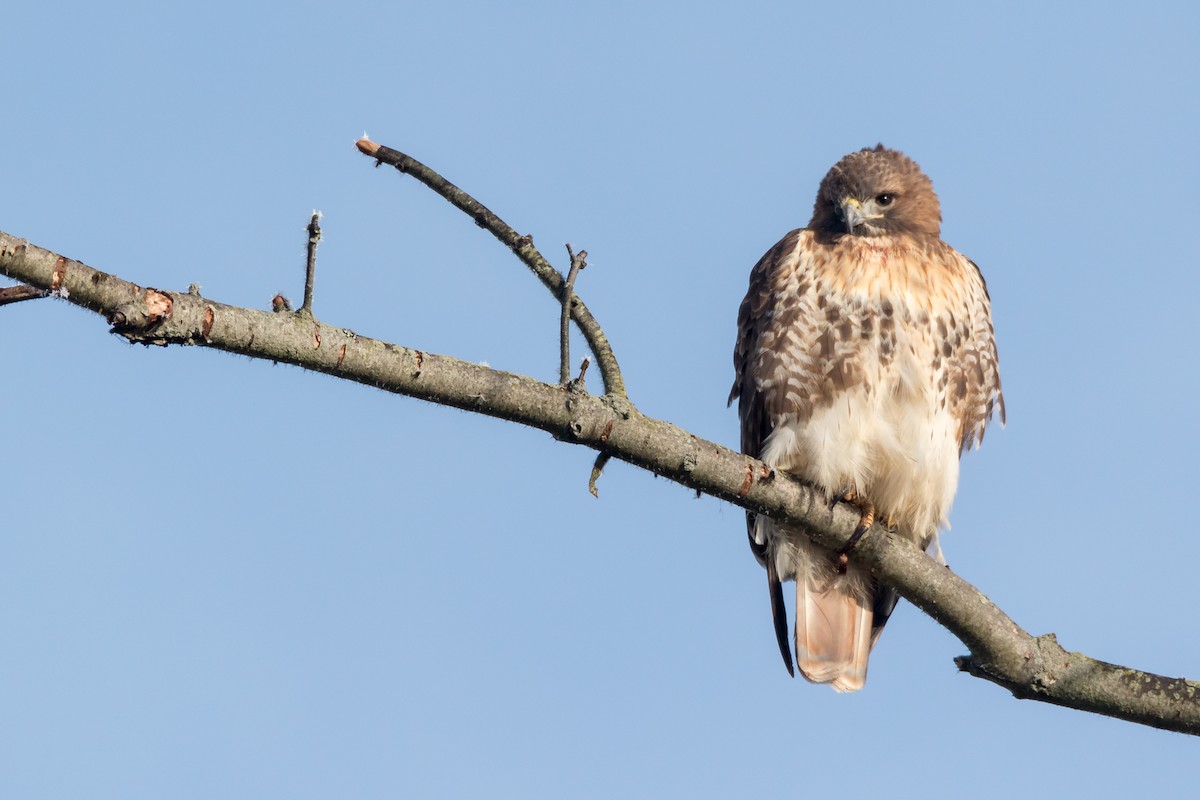 Red-tailed Hawk (abieticola) - ML72165531