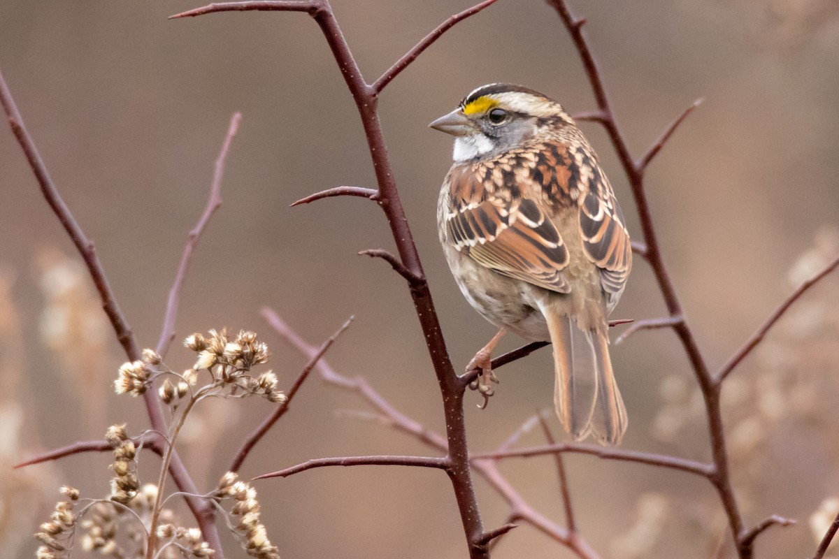 White-throated Sparrow - ML72165611