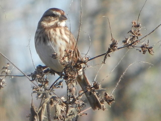 Song Sparrow - ML72166571