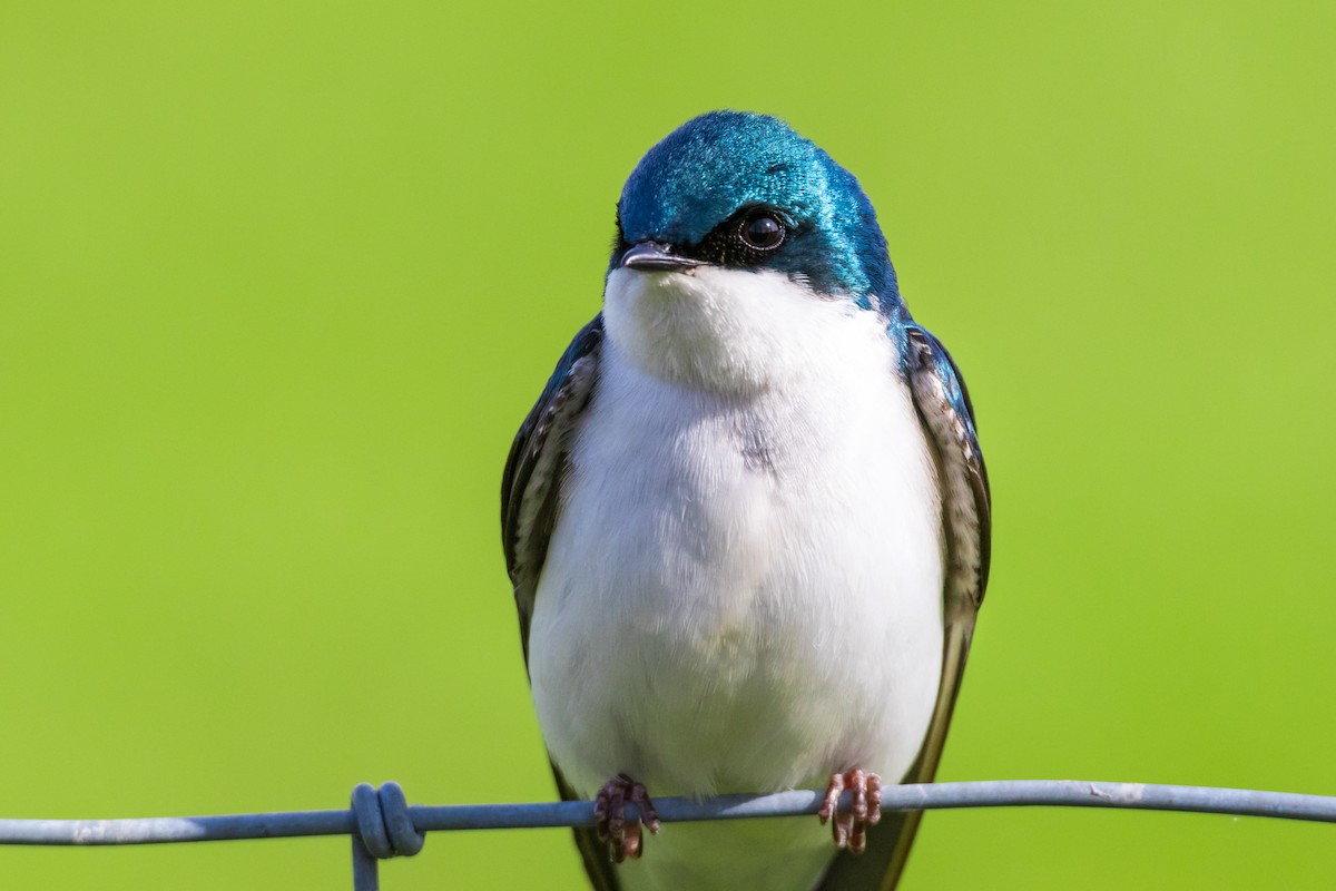 Tree Swallow - ML72166811