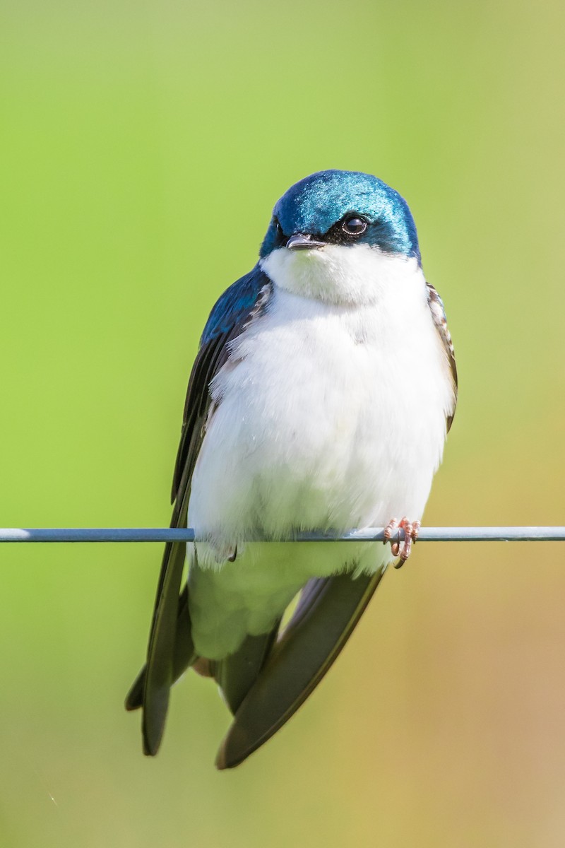 Tree Swallow - ML72166851