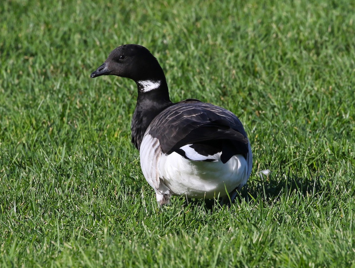 Brant (Atlantic) - Harold Brewer