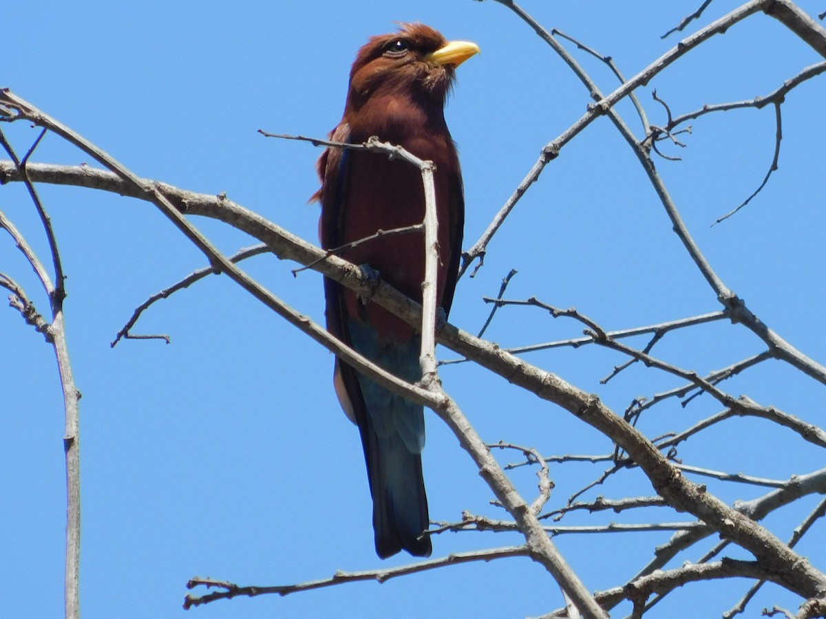 Broad-billed Roller - ML72167531