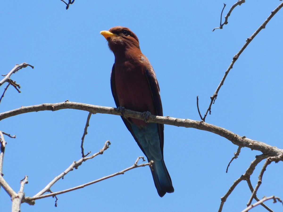 Broad-billed Roller - ML72167541