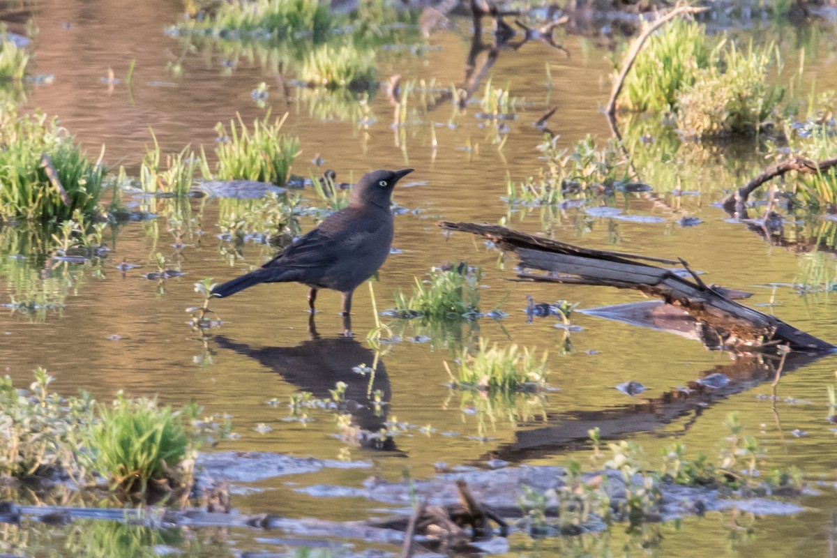 Rusty Blackbird - ML72167711