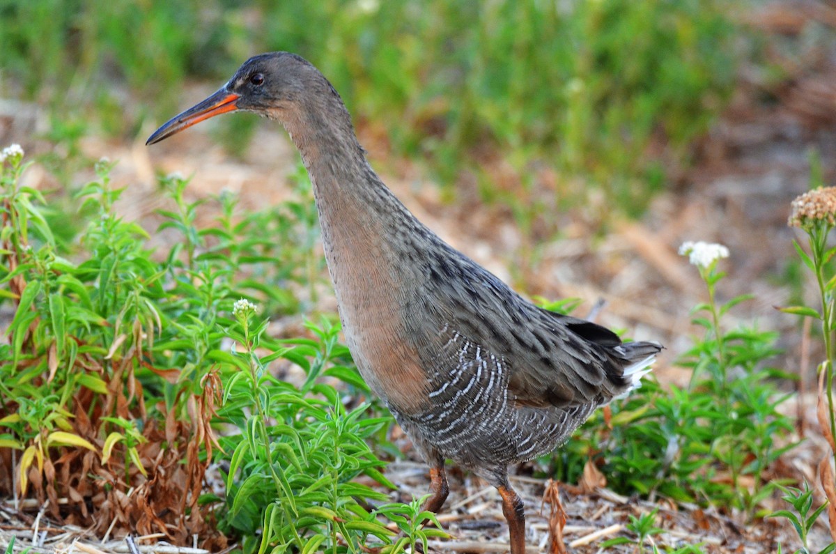 Ridgway's Rail (San Francisco Bay) - ML72168311