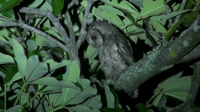 Collared Scops-Owl - ML721686