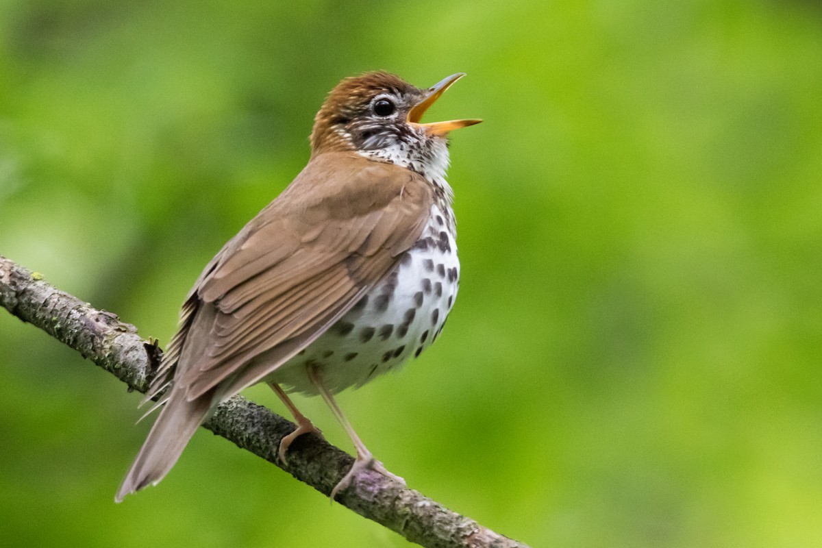 Wood Thrush - ML72168721