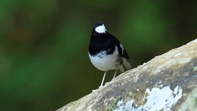 Little Forktail - ML721690