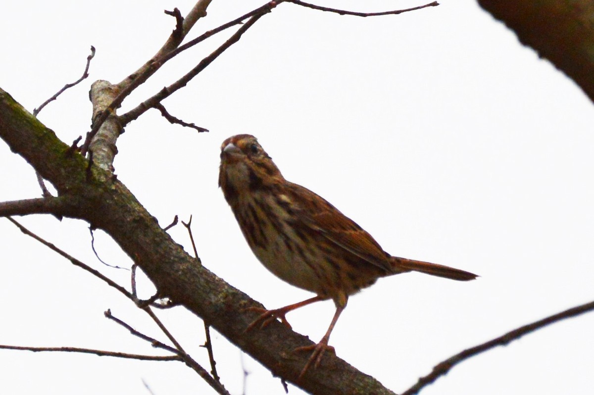 Savannah Sparrow - Amy Downing