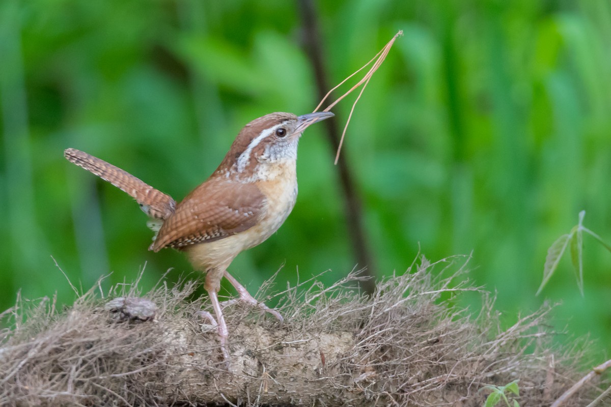 Carolina Wren - ML72169171