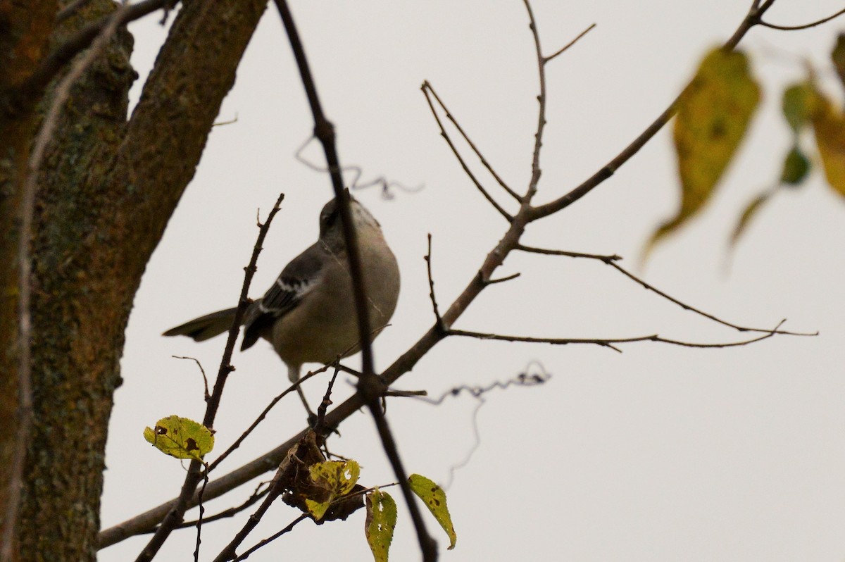 Northern Mockingbird - Amy Downing