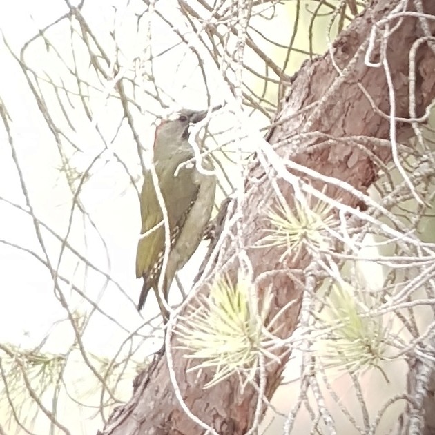 Iberian Green Woodpecker - ML72169901