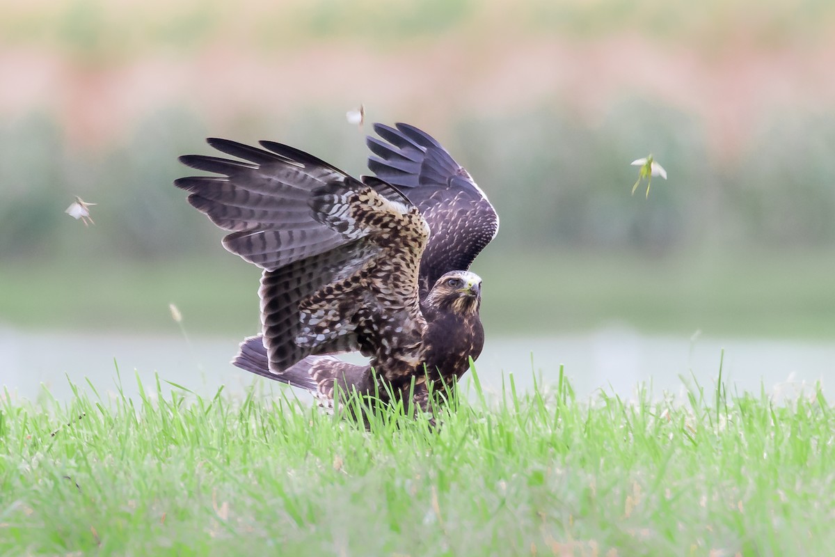 Swainson's Hawk - ML72171861