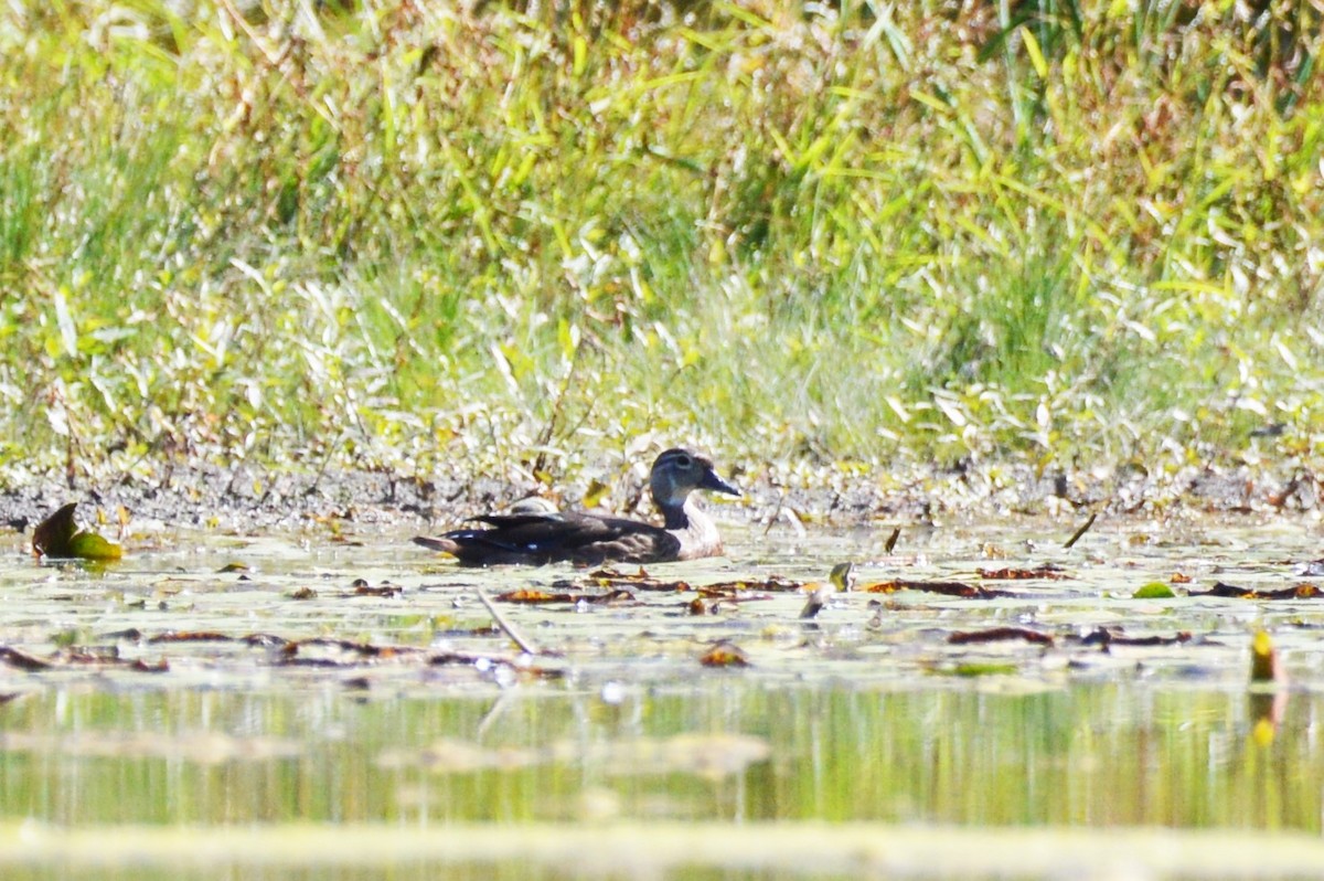 Wood Duck - Amy Downing