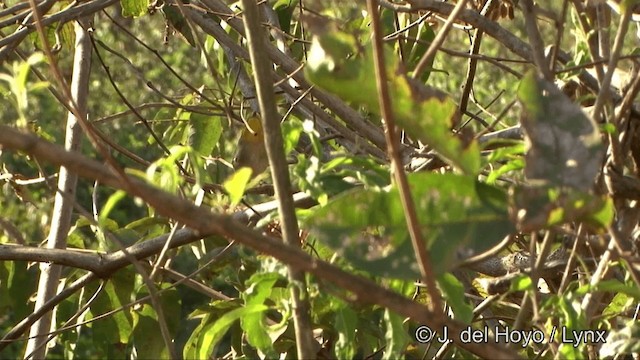 Orange-headed Tanager - ML721734