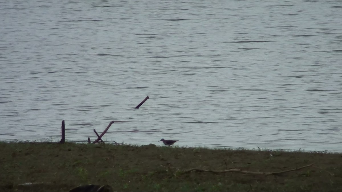 Spotted Sandpiper - ML72173761