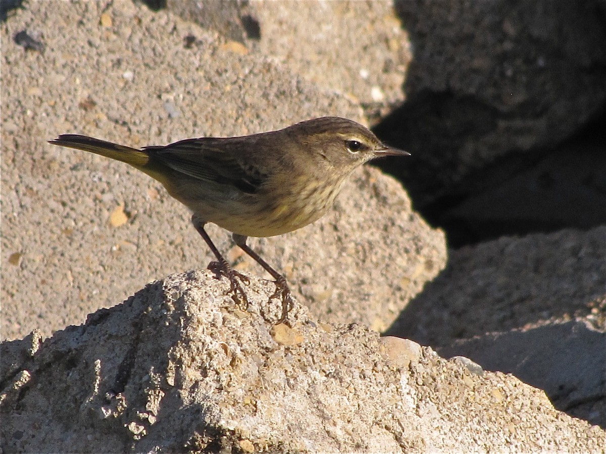 Palm Warbler - ML72174291