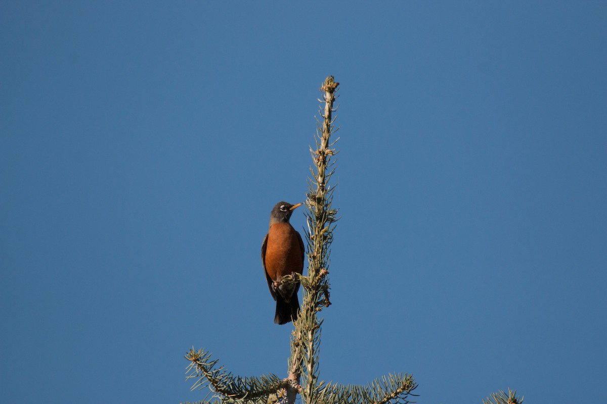 American Robin - ML72174451