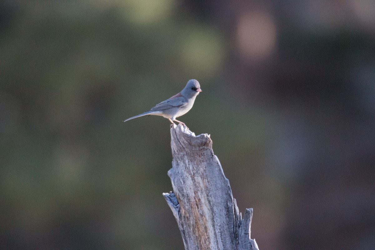 Dark-eyed Junco - ML72174531
