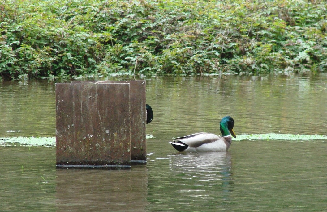 Mallard - Mark Vernon