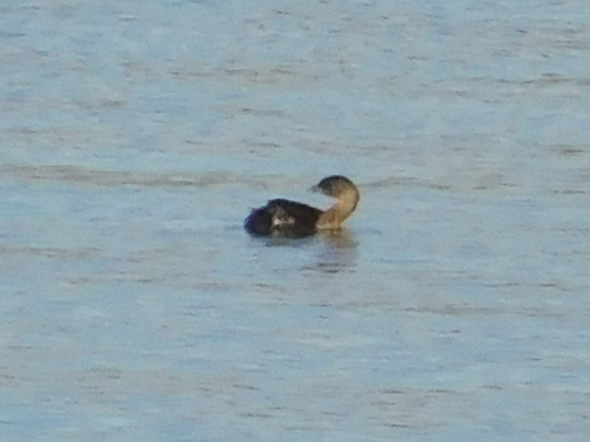 Pied-billed Grebe - ML72175961