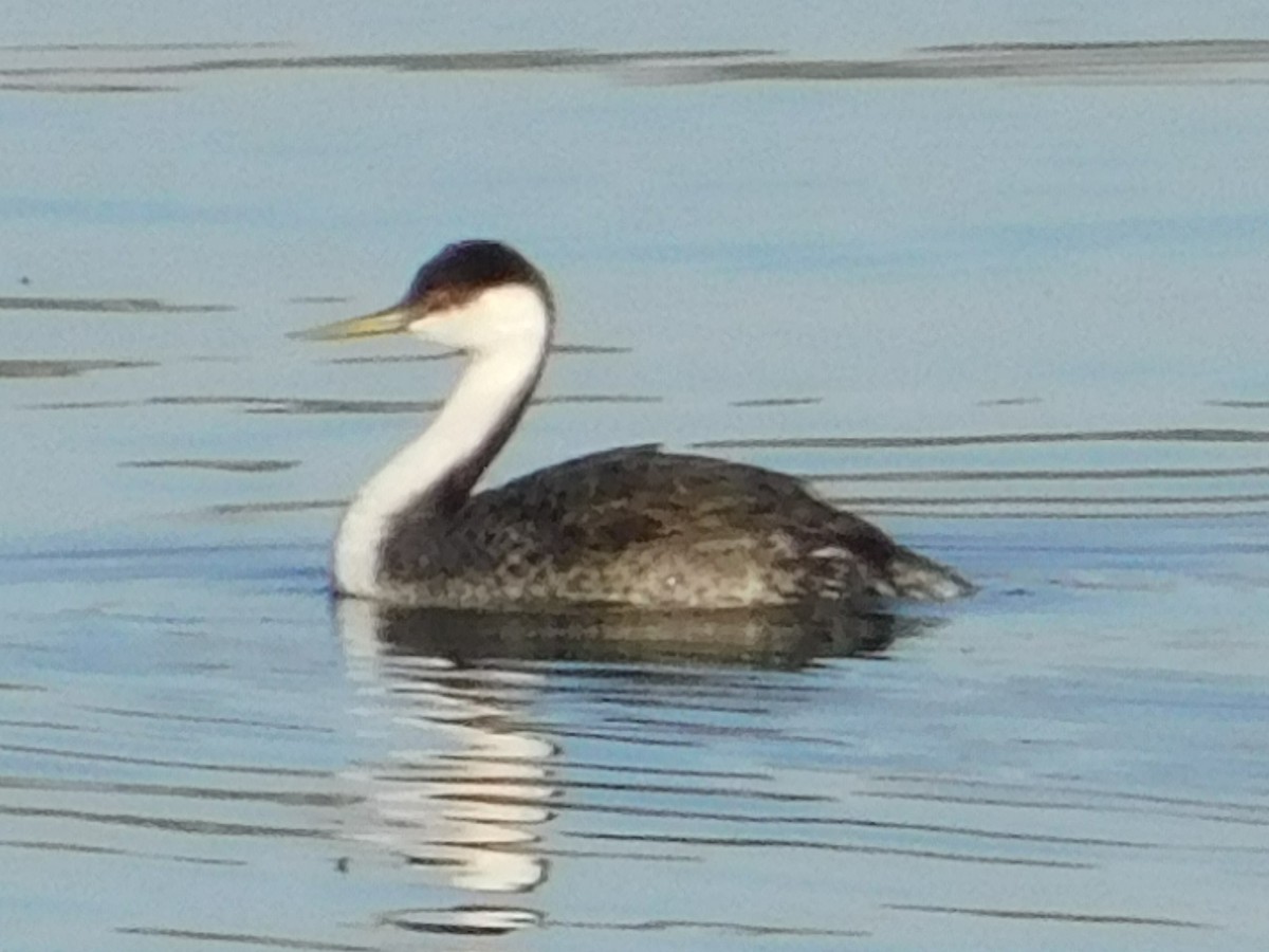 Western Grebe - ML72176041