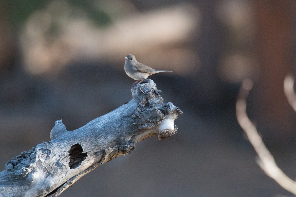 Dark-eyed Junco - ML72176221