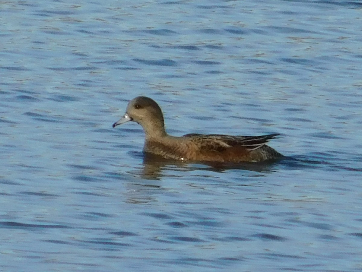 American Wigeon - ML72176661