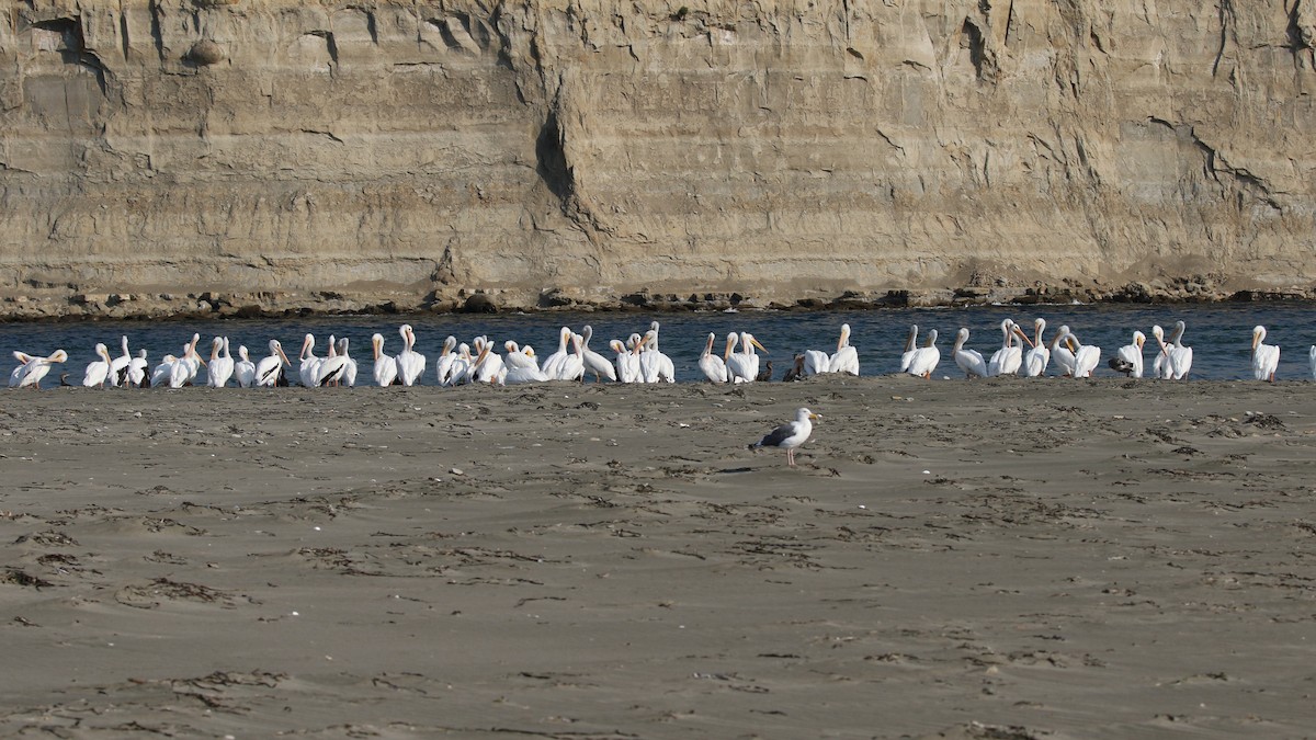 American White Pelican - ML72177291