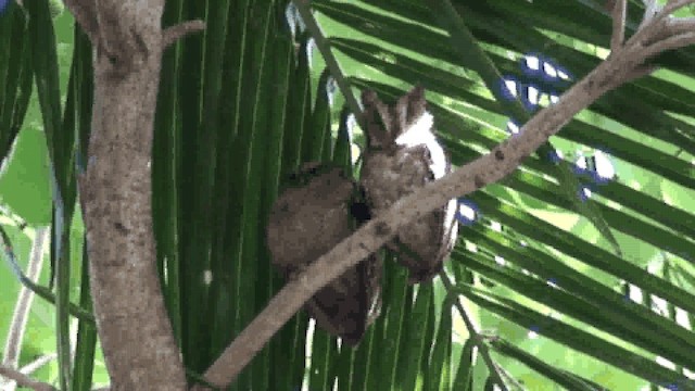 Mantanani Scops-Owl - ML721801