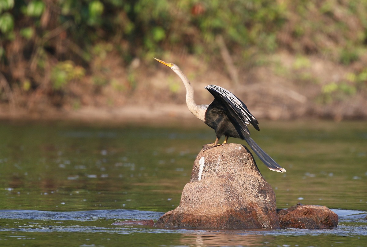 Anhinga - David Lang