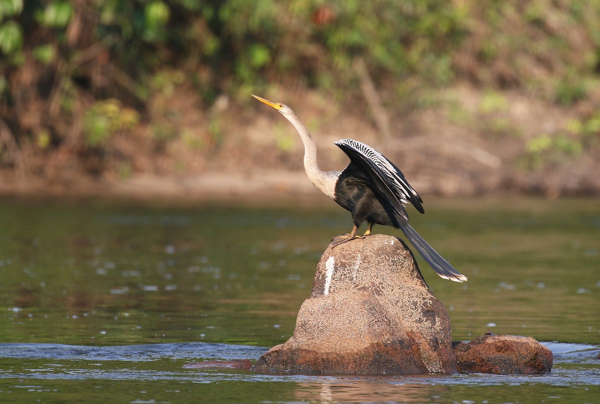 Amerika-Schlangenhalsvogel - ML72181421