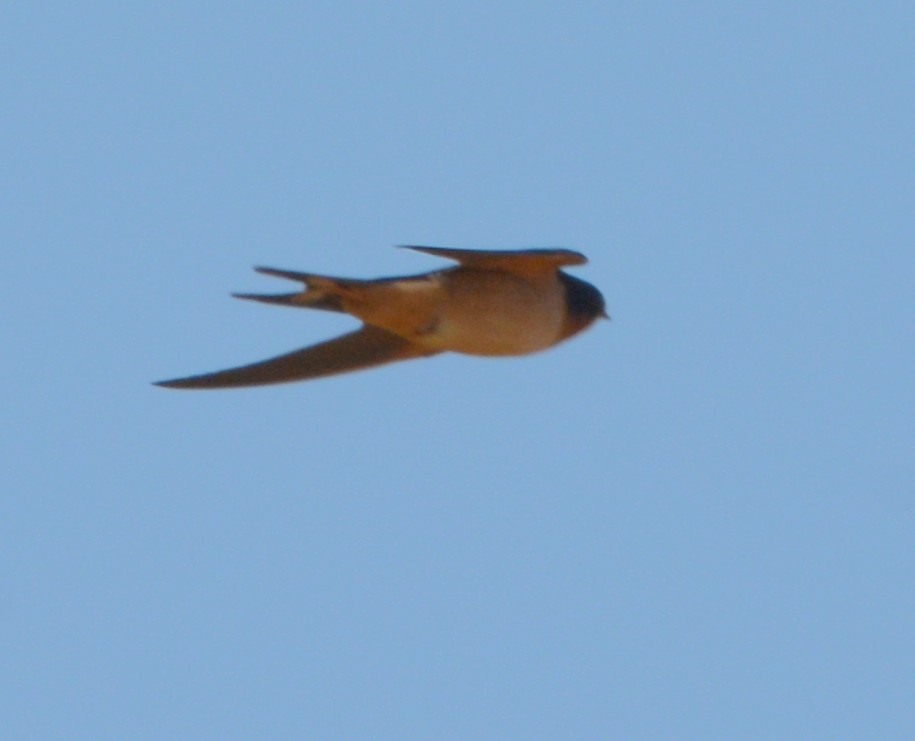 Barn Swallow - Jennifer O'Neill