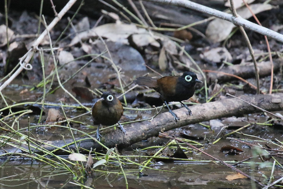 Schwarzkopf-Ameisenvogel - ML72181581