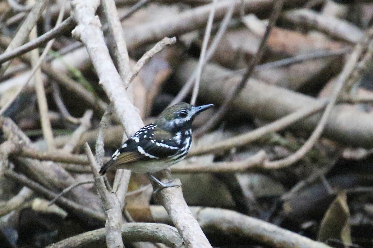 Dot-backed Antbird - ML72181961