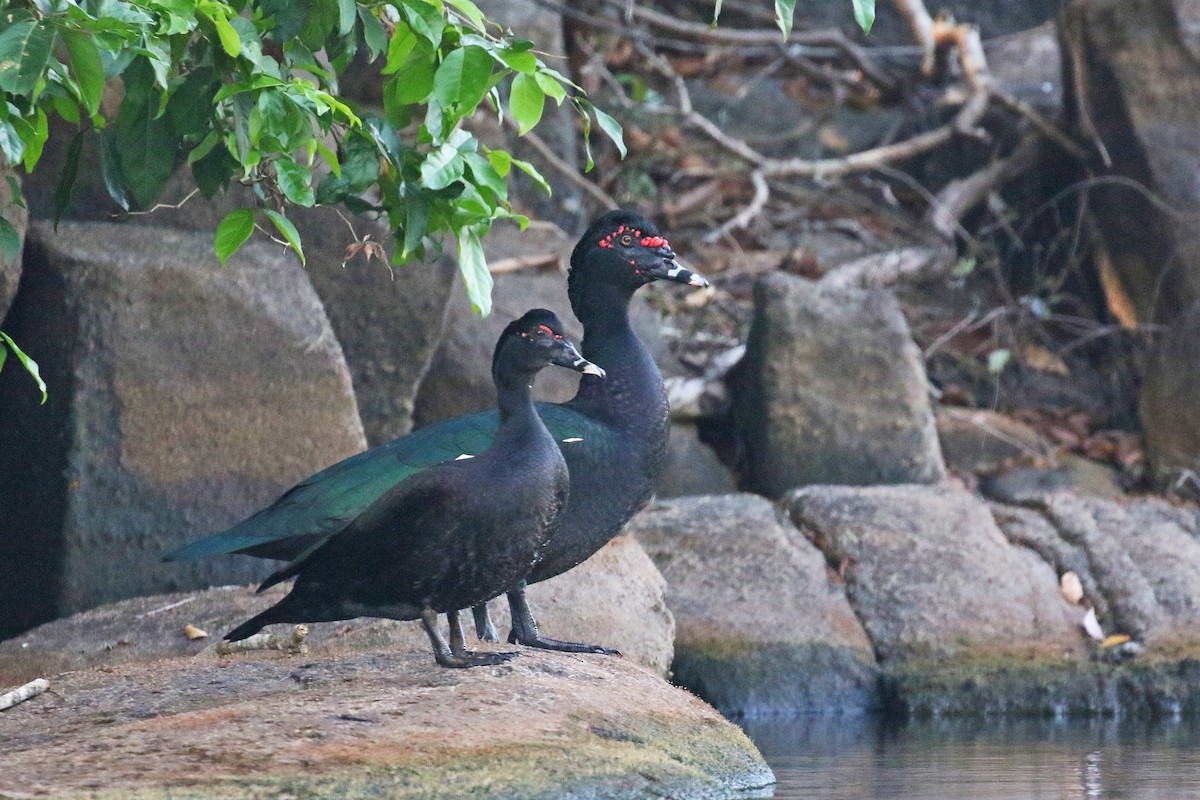 Muscovy Duck - ML72182131