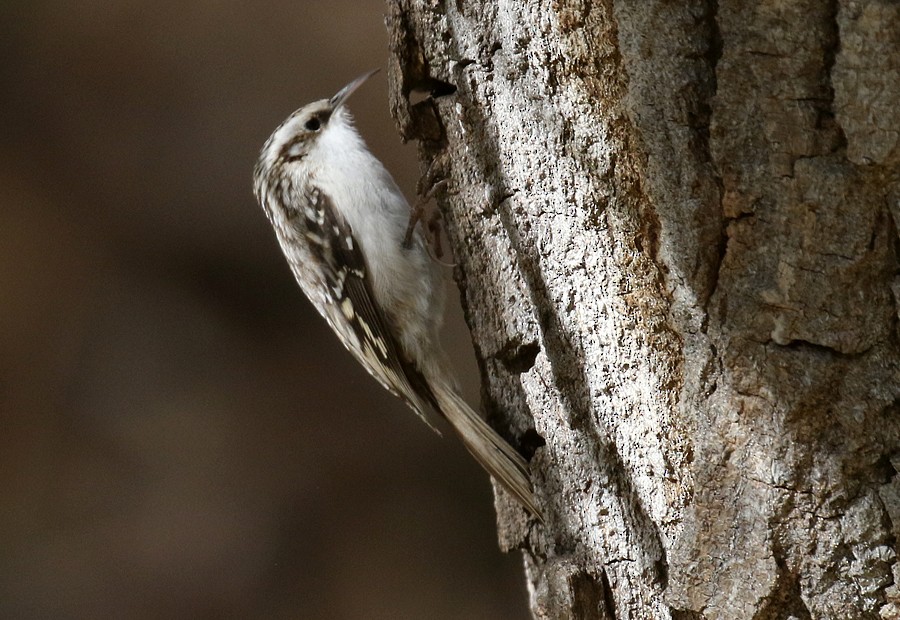 Brown Creeper - ML72182141